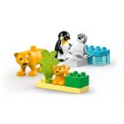 LEGO® DUPLO® - Állatcsaládok a vadvilágban: Pingvinek és oroszlánok (10442)