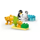 LEGO® DUPLO® - Állatcsaládok a vadvilágban: Pingvinek és oroszlánok (10442)