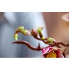 LEGO® The Botanical Collection - Magnóliaágak (11510)
