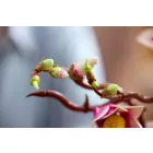 LEGO® The Botanical Collection - Magnóliaágak (11510)