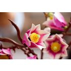 LEGO® The Botanical Collection - Magnóliaágak (11510)