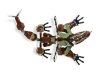 LEGO® NINJAGO® - Földsárkány védekezik (2509)